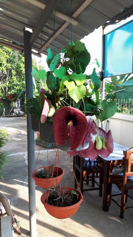 Home Baan Chiang Mai Bagian luar foto